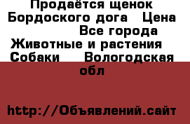 Продаётся щенок Бордоского дога › Цена ­ 37 000 - Все города Животные и растения » Собаки   . Вологодская обл.